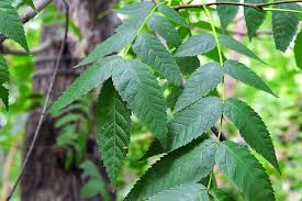 ノグルミ 野胡桃 庭木図鑑 植木ペディア