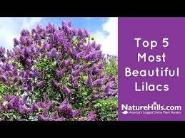Youtube Lilac Bushes Lilac Lilac Tree