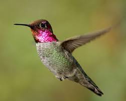 Every region of the country has some common birds that always seem to be around the feeders, but very few species are found throughout the entire continental united states. Common Backyard Birds
