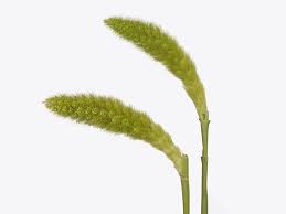 Image result for Setaria italica