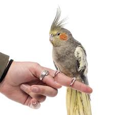 Birds That Start With Red Find The Right Pet Bird Species For You Bird Species Pet Bird Pets