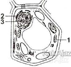 Maybe you would like to learn more about one of these? Struktur Fungsi Dan Susunan Kimia Sel Soal Un Dan Pembahasan