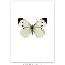 You are about to start a new chapter. New Cabbage White Butterfly Print Extra Large Butterfly Wall Art Butterfly Frame White Butterfly
