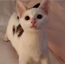 Kool Cat's Instagram, Twitter & Facebook