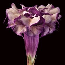 For more details on what turkeys should not eat, check out my post: Purple Datura Artwork Nmwa