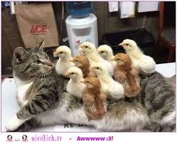 Selbstverständlich können sie sich die lustigen bilder und sprüche problemlos kostenlos auf lustige katzenbilder mit sprüchen. Thedarlingbakers Lustige Katzenbilder Mit Spruche