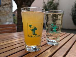 Image result for Pollichia