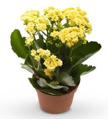 Send Yellow Kalanchoe In Portland Or From Old Town Florist The Best Florist In Portland All Flowers Are Hand De In 2020 Plants Kalanchoe Blossfeldiana Garden Center