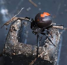 The redback spider, closely related to the black widow spider, is distinguished by a long red stripe on its abdomen. Redback Spider Bite Australia Wide First Aid
