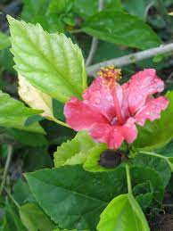 The West Indian Hibiscus Flower Are Naturally Rich In Amino Acids And Have Anti Oxidant Properties Which Inhibit Elastin Deg Hibiscus Hibiscus Flowers Jamaica