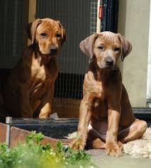 The breed is the result of crosses among the native ridged khoikhoi dog and dogs brought to africa by european. Color Dilutions In Rhodesian Ridgebacks Rhodesian Ridgeback Pedigree Search