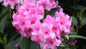 Wann sollte man rhododendron düngen? Rhododendron So Schneiden Pflegen Und Dungen Sie Ihn Richtig