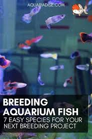 Breeding Ornamental Fish 7 Easy Fish To Breed Saltwater Fish Tanks Fish Breeding Aquarium Fish