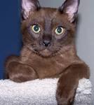 Burmese Cat Breed Profile | Petfinder