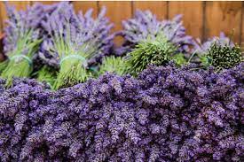 Fresh Lavender Lavender Flowers Small Purple Flowers Flowers For Sale