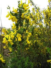 Melaleuca uncinata, known as broombush or broom bush. Invasive Scotch Broom And Look Alikes West Multnomah Soil Water Conservation District