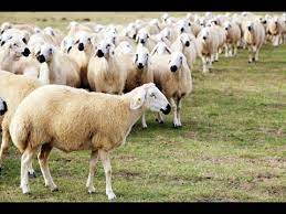 kangal koyunu genel ozellikleri sivas koyunu ic anadolu bolgesi hayvancilik youtube dogaustu hayvan hayvan resimleri