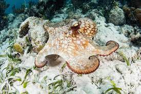 Caribbean Reef Octopus Octopus Saltwater Fish Tanks Marine Animals