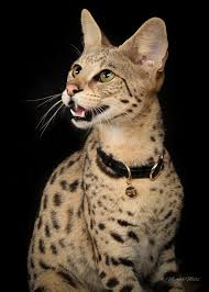 The savannah cat is the largest of the cat breeds. Savannah Cat Size Diet Temperament Price