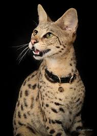 Savannah cat size savannah cats are tall , long and of substance (not dainty). Savannah Cat Size Diet Temperament Price