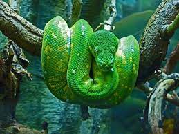 Our Daily Picks Of Your Take S Best Pet Snake Emerald Tree Boa Weird Animals