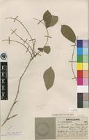 Image result for Millettia usaramensis