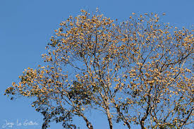 Image result for Balfourodendron