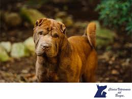la raza shar pei clinica veterinaria del bosque 2 dog breeds puppies breeds chinese dog