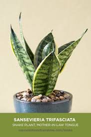 Snake Plant Thrives On Neglect Doing Well In Low Light Succulents Snake Plant Plants