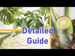 How To Propagate Monstera Deliciosa 2 Easy Ways Detailed Youtube In 2020 Monstera Deliciosa Monstera Propagation