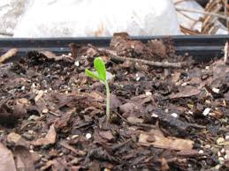 Image result for Rothmannia manganjae