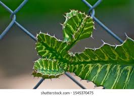 Image result for Euphorbia halipedicola