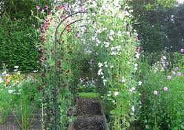 Pin By The Homegrown Flower Company On Home And Garden In 2021 Cottage Garden Sweet Pea Flowers Climbing Plants Fence