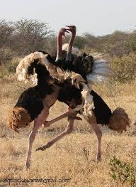 Bird That Looks Like An Ostrich 25 Cool Pictures Of Ostrich South African Birds Nature Birds Animals Beautiful