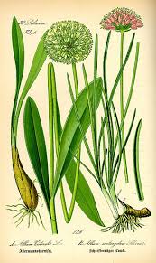 Image result for Alliaceae