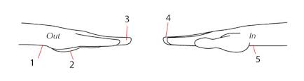 Human Anatomy Fundamentals How To Draw Hands How to draw the things dump pt.1. human anatomy fundamentals how to draw