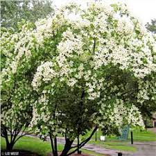 Blooms begin to emerge in late. The Tree Guide