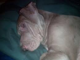 Adopt zeus a great dane / mixed dog in lindsay, ca (31855310) great dane · lindsay, ca. A K C Great Dane Puppies For Sale In Bakersfield California Classified Americanlisted Com