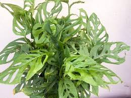 Limited Monstera Adansonii Monstera Friedrichsthalii Monstera Monstera Garden Pool Herbs