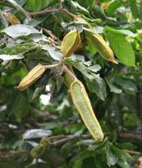 But the blue java banana, also called ice cream bananas, is an incredible fruit. Delicious Ice Cream Bean Tree Inga Edulis Ing Edu Plants Grape Tree Fruit Plants