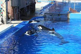 Wikie hat die laute nämlich nicht im wasser, sondern mit dem kopf über wasser gehört und nachgeahmt. Orcas In Gefangenschaft Fakten Hintergrunde Wdc Deutschland