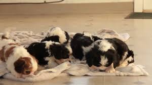 Maybe you would like to learn more about one of these? 60 Top Images Cavachon Puppies For Sale Texas Cavachon Puppies For Sale Texas City Tx 264518 Not Fatedwithyoumgl