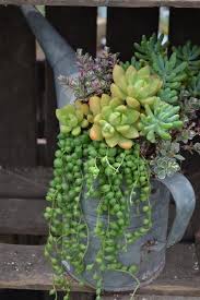 Pin By Uwe Haag On Suculentas E Cactos Succulents Succulents In Containers Plants