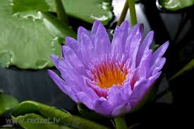 Image result for Nymphaeaceae