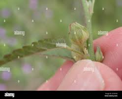 Image result for Sida dregei