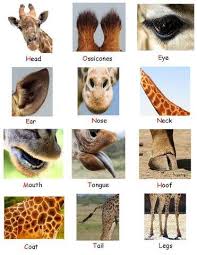 Pin On Giraffes Can T Dance