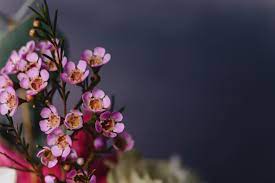 Chamelaucium Images Free Vectors Stock Photos Psd