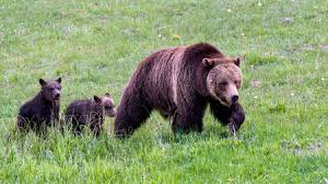 However, the word bear means many things to different people, even within the bear movement. Yellowstone Grizzly Bears Are Again Listed As Threatened Science Aaas