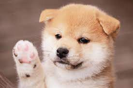 イケメンor癒し系 柴犬にもある キツネ顔 と タヌキ顔 どっちがお好み みんなのペットライフ 柴犬 可愛い 子犬 柴犬 子犬