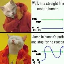 It's printed in photo quality on a magnetic sheet material. Meme Creation Funny Cat Memes 2019